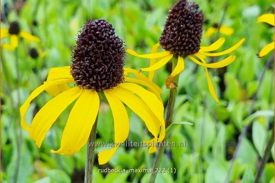 Rudbeckia maxima