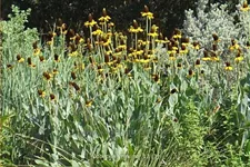 Rudbeckia maxima