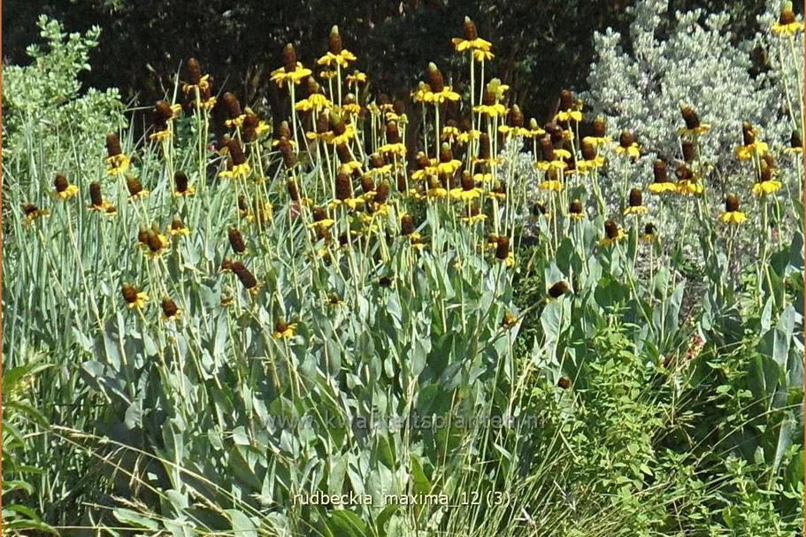 Rudbeckia maxima