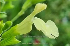 Salvia greggii 'Lemon Light'