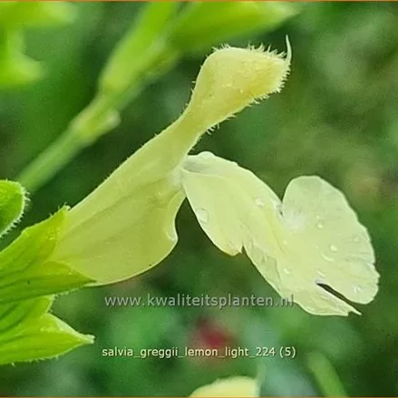 Salvia greggii 'Lemon Light'
