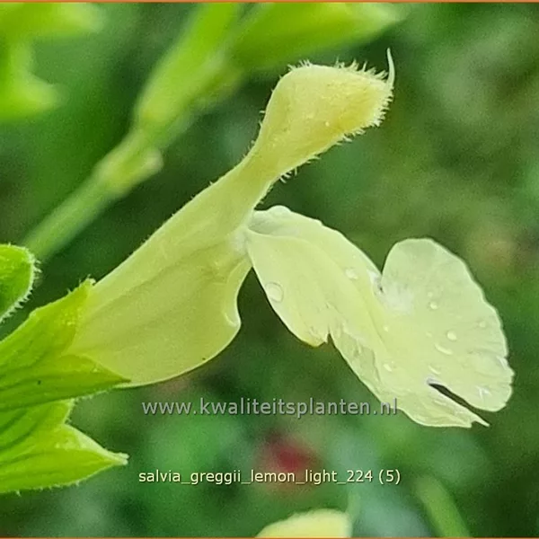 Salvia greggii 'Lemon Light'
