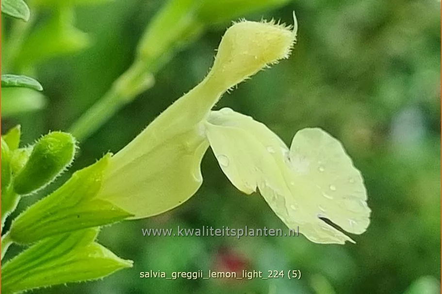 Salvia greggii 'Lemon Light'