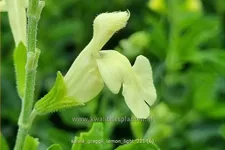 Salvia greggii 'Lemon Light'