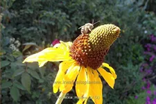 Rudbeckia maxima