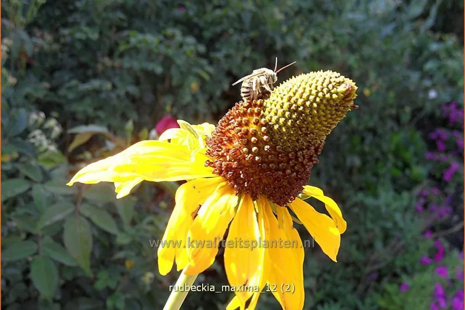Rudbeckia maxima