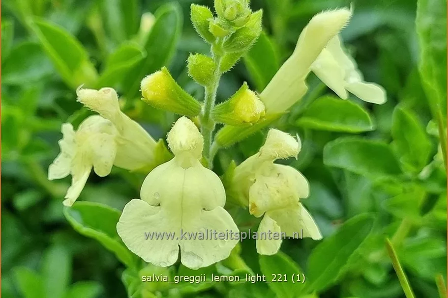 Salvia greggii 'Lemon Light'