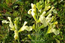 Salvia greggii 'Lemon Light'