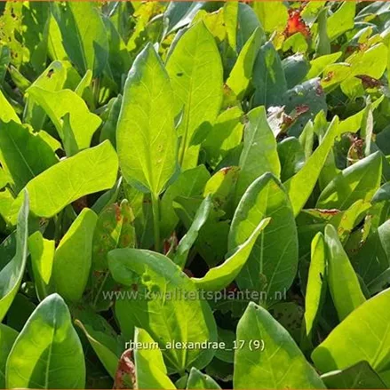 Rheum alexandrae