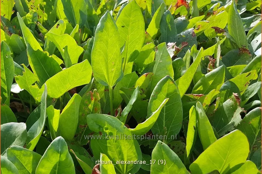 Rheum alexandrae