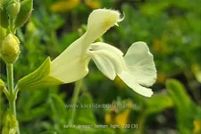 Salvia greggii 'Lemon Light'
