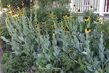 Rudbeckia maxima