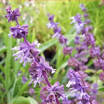 Salvia verticillata 'Hannay's Blue'