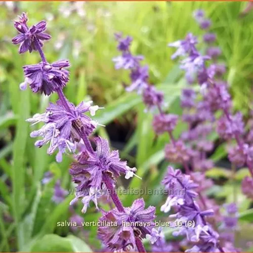 Salvia verticillata 'Hannay's Blue'
