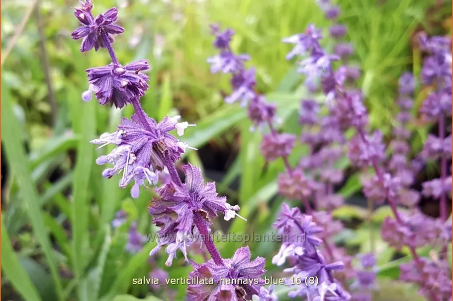 Salvia verticillata 'Hannay's Blue'