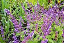 Salvia verticillata 'Hannay's Blue'