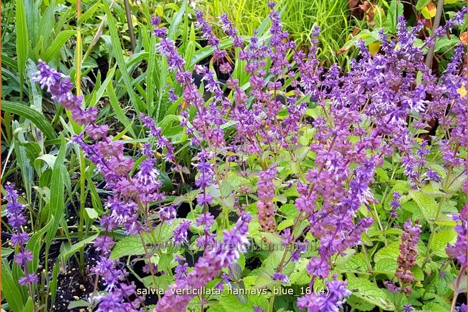 Salvia verticillata 'Hannay's Blue'