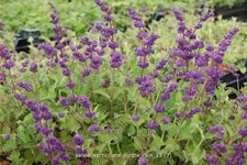 Salvia verticillata 'Purple Rain'