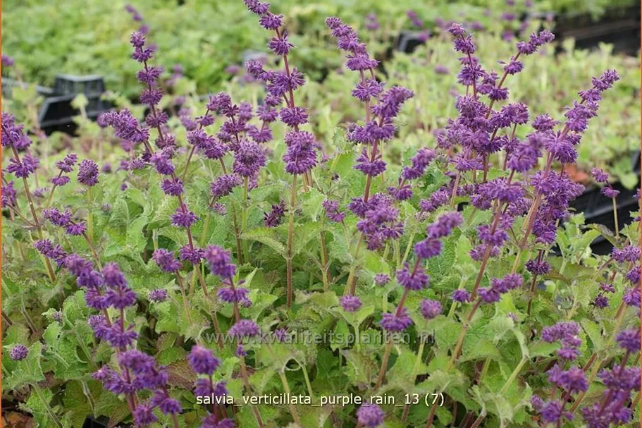 Salvia verticillata 'Purple Rain'