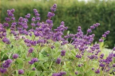 Salvia verticillata 'Purple Rain'