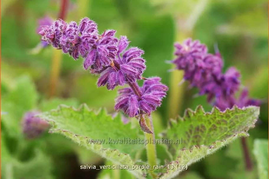 Salvia verticillata 'Purple Rain'