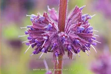 Salvia verticillata 'Purple Rain'