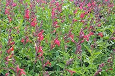 Salvia greggii 'Lipstick'