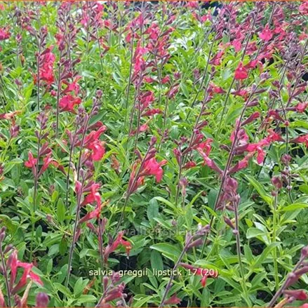 Salvia greggii 'Lipstick'