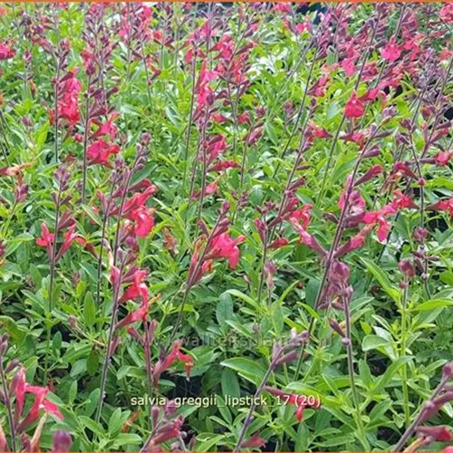 Salvia greggii 'Lipstick'