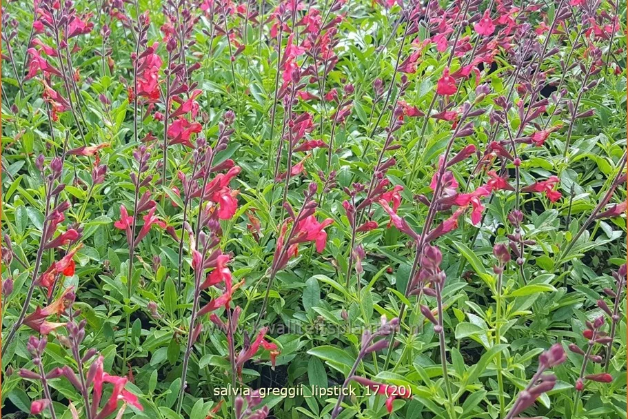 Salvia greggii 'Lipstick'