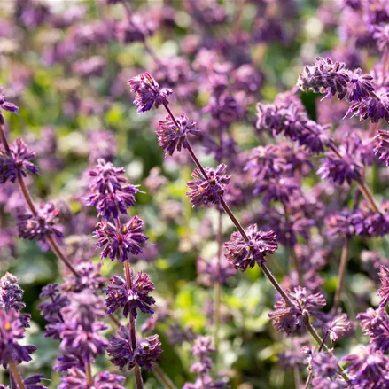 Salvia verticillata 'Purple Rain'