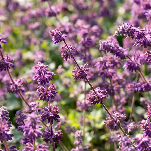 Salvia verticillata 'Purple Rain'