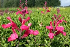 Salvia greggii 'Lipstick'
