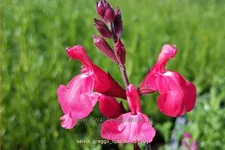 Salvia greggii 'Lipstick'