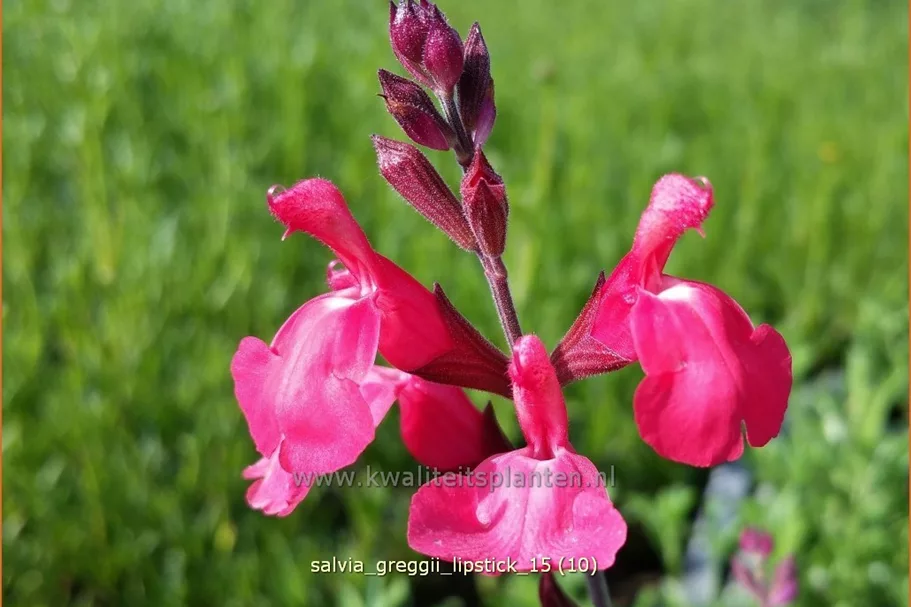 Salvia greggii 'Lipstick'