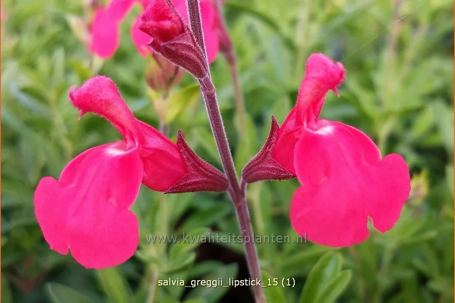 Salvia greggii 'Lipstick'