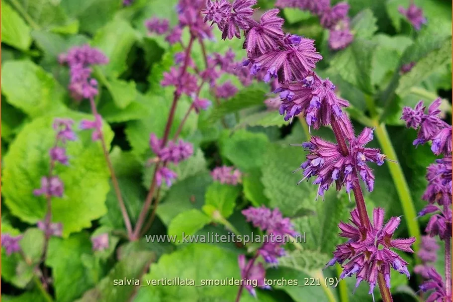 Salvia verticillata 'Smouldering Torches'