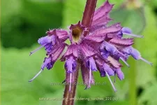 Salvia verticillata 'Smouldering Torches'