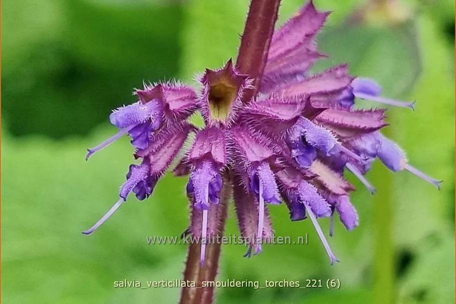 Salvia verticillata 'Smouldering Torches'