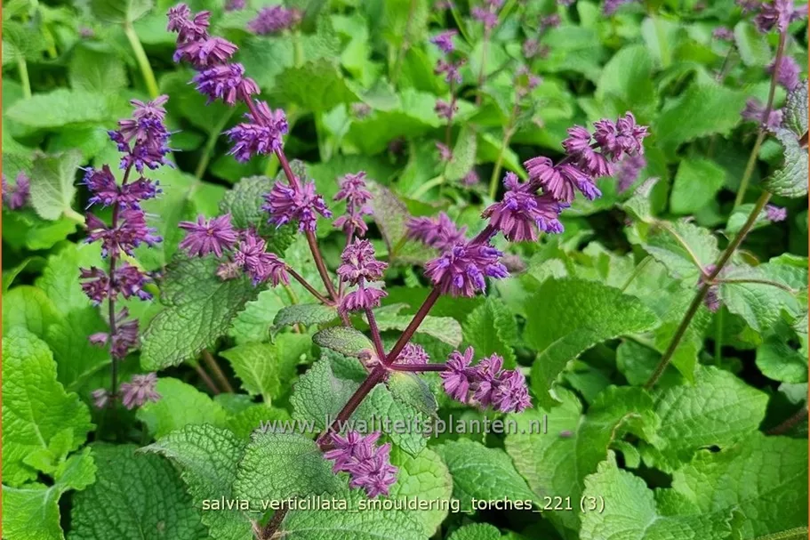 Salvia verticillata 'Smouldering Torches'