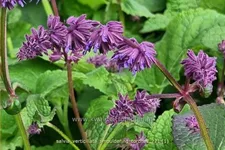 Salvia verticillata 'Smouldering Torches'