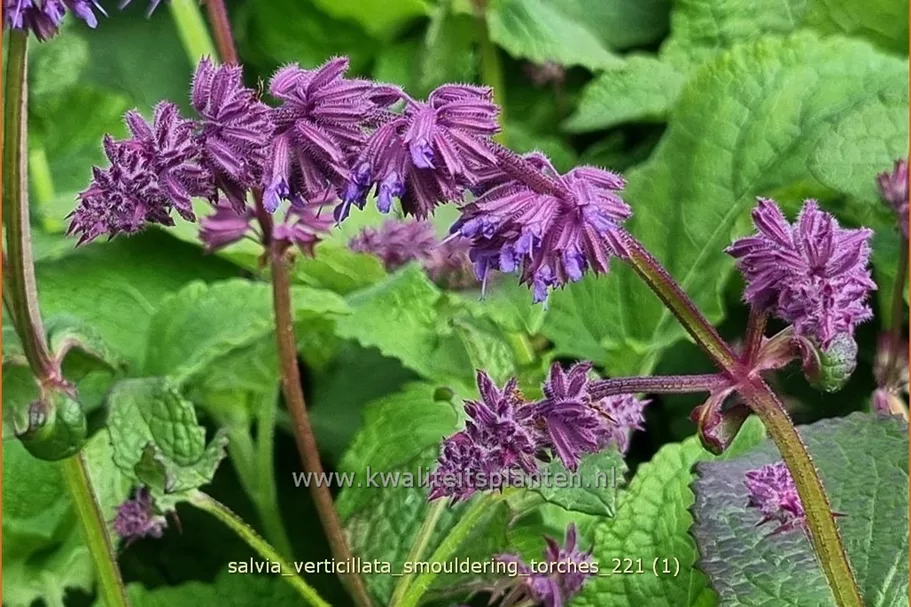 Salvia verticillata 'Smouldering Torches'