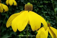 Rudbeckia nitida 'Herbstsonne'