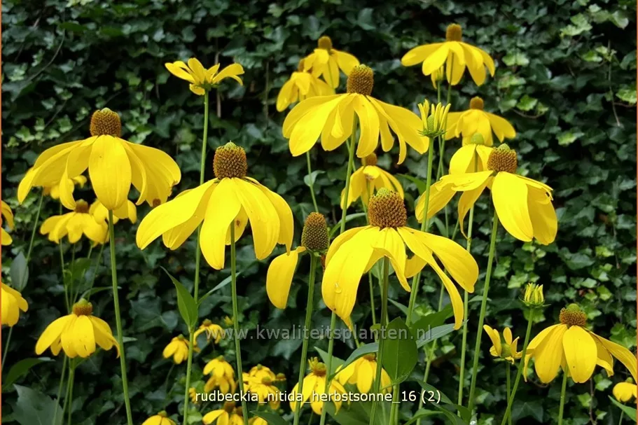 Rudbeckia nitida 'Herbstsonne'
