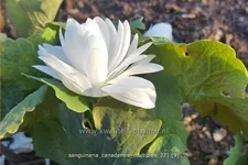 Sanguinaria canadensis 'Multiplex'
