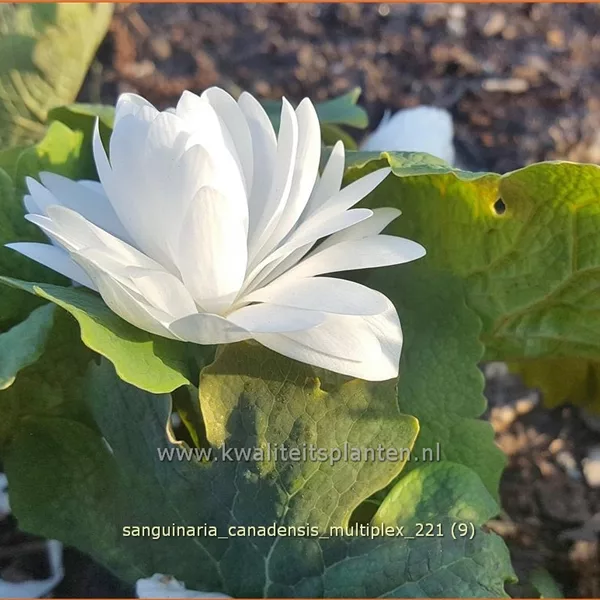Sanguinaria canadensis 'Multiplex'