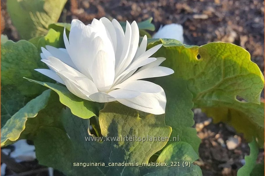 Sanguinaria canadensis 'Multiplex'