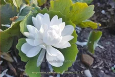 Sanguinaria canadensis 'Multiplex'