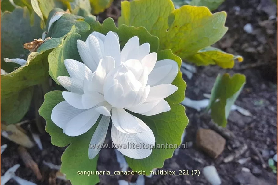 Sanguinaria canadensis 'Multiplex'