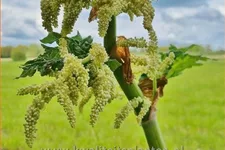 Rheum palmatum var. tanguticum